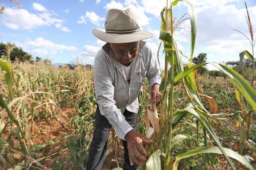 
<br>Se perdió 90% de cosecha de maíz nativo este año en Zegache, Oaxaca