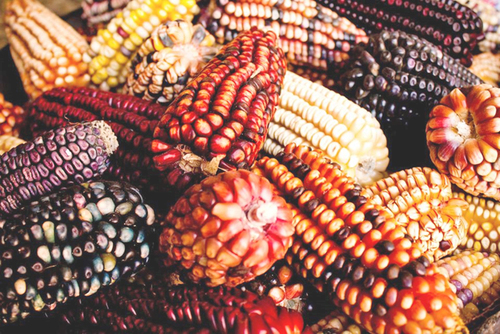 Color de los maíces cultivados en la CLO.  Gerardo Romero Bartolo