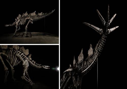 Auction of the largest, most complete, and best preserved stegosaurus expected to fetch around 6 million dollars