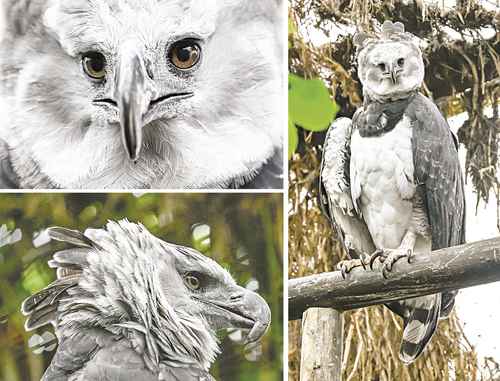 The Biopark of Cota Reserve aims to protect the harpy eagle in Colombia
