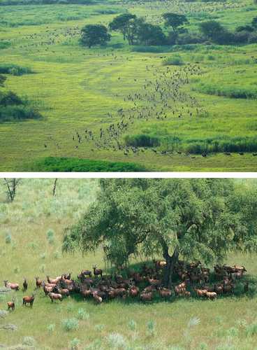 Millions of antelopes participate in the largest migration of land mammals to South Sudan