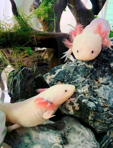 The IPN is working on the ex situ reproduction of Mexican axolotls