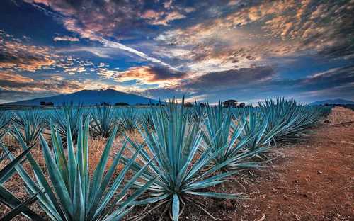 Tequila, in China’s sights