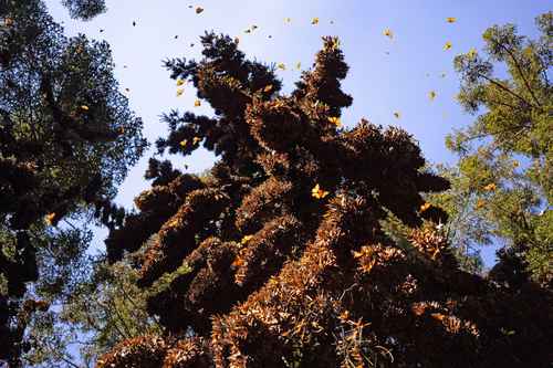 Crisis climática pone en peligro a la mariposa monarca, alertan