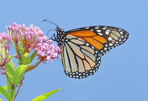 Drástica caída del número de mariposas monarcas que pasan el invierno en el oeste de EU