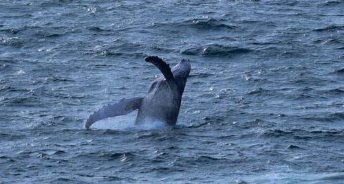 Temporada  de ballenas  en el Pacífico