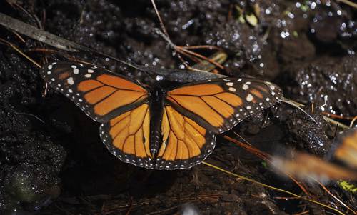 Se duplica la ocupación de mariposas monarca en bosques mexicanos