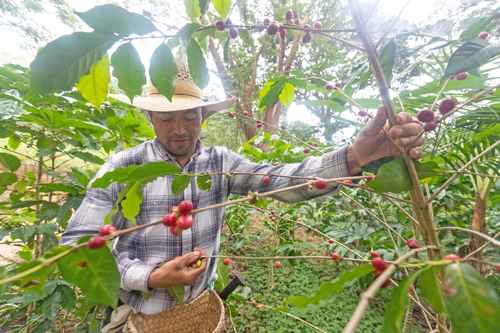 Industria de Estados Unidos pide eximir de aranceles el Café