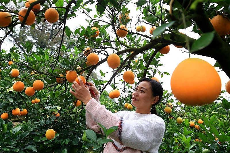Una turista recoge naranjas navel en un huerto