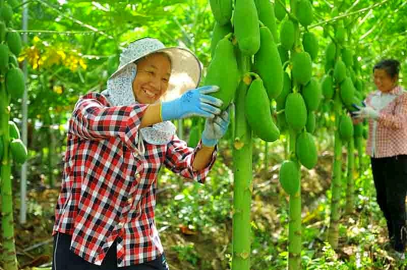 aldeanos recogen papayas en una base industrial