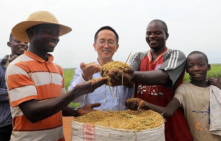 Arroz híbrido suministrado por China en Gihanga