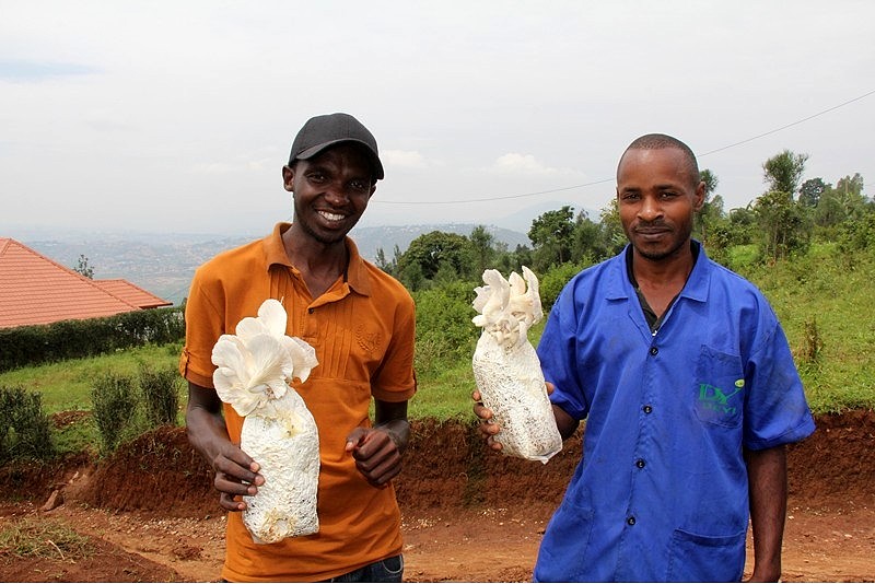 Agricultores de Kigali, exhiben setas cultivadas con tecnología china