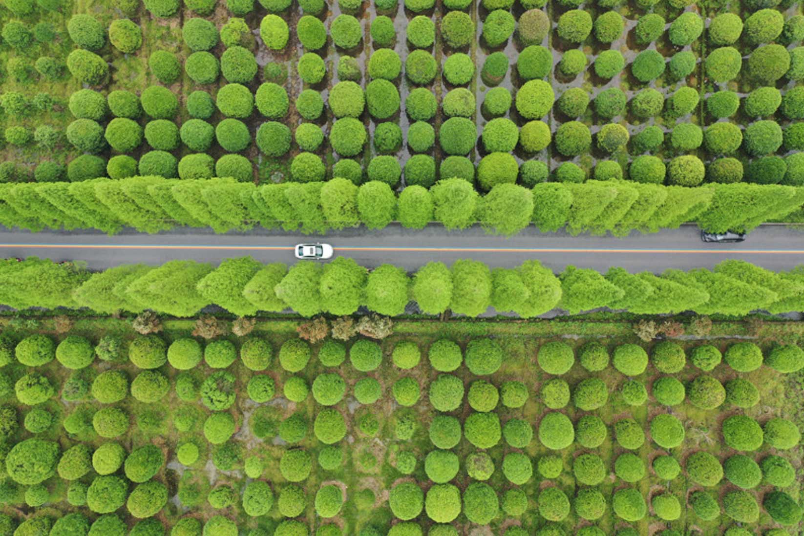 Los abetos acuáticos decoran las calles del condado de Wuyi