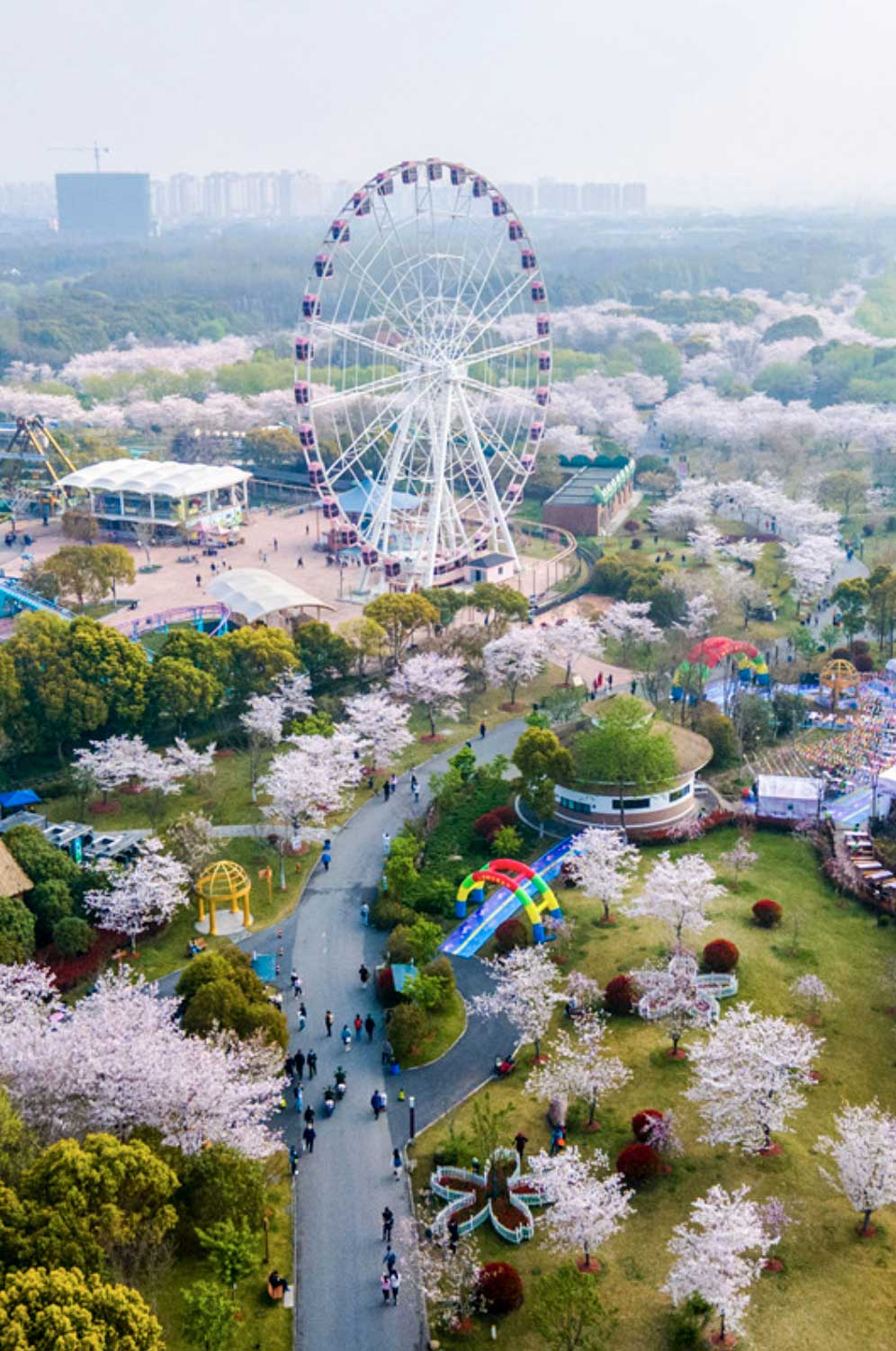 Los cerezos florecen en el Parque Gucun de Shanghai