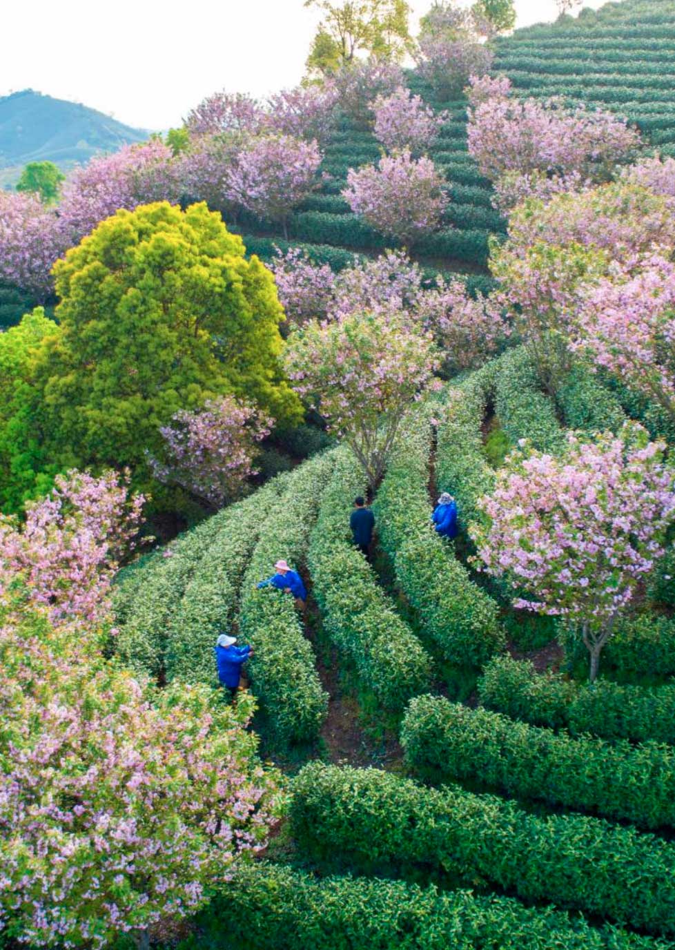 Agricultores recogiendo hojas de té blanco en un jardín de té ecológico en el barrio de Xiaoyuan