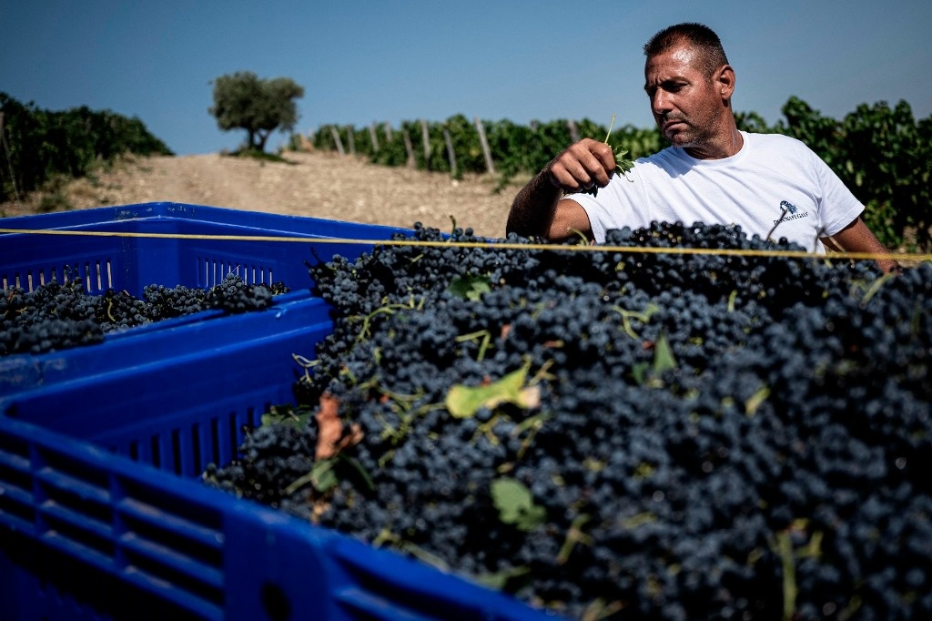 Mexico, Peru and Chile agree to an alliance to increase demand for grapes