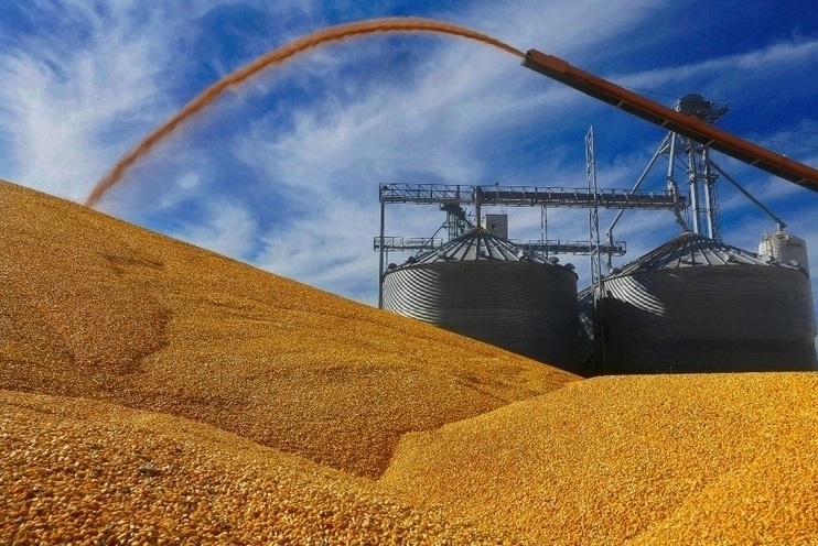 World forecast for wheat and corn manufacturing lowered