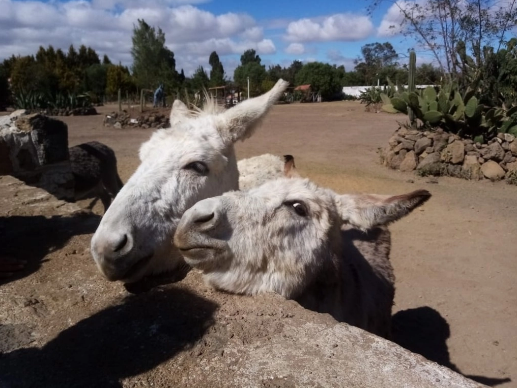 Burrolandia, a singular sanctuary in Latin America / Poniatowska