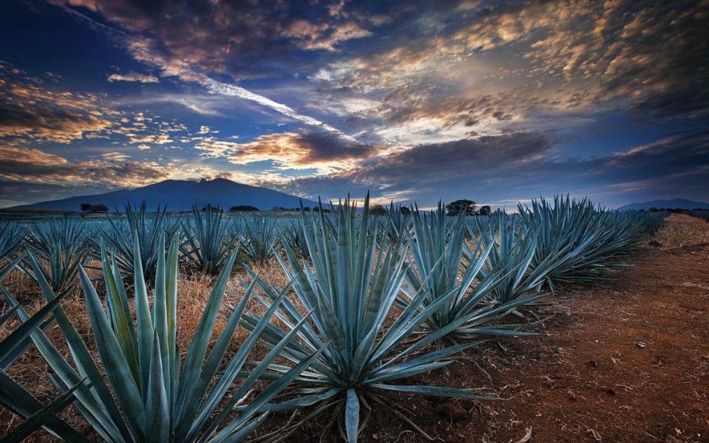 China: taste for tequila grows; In a decade exports tripled