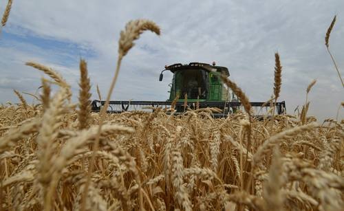 China shields itself from low wheat provide