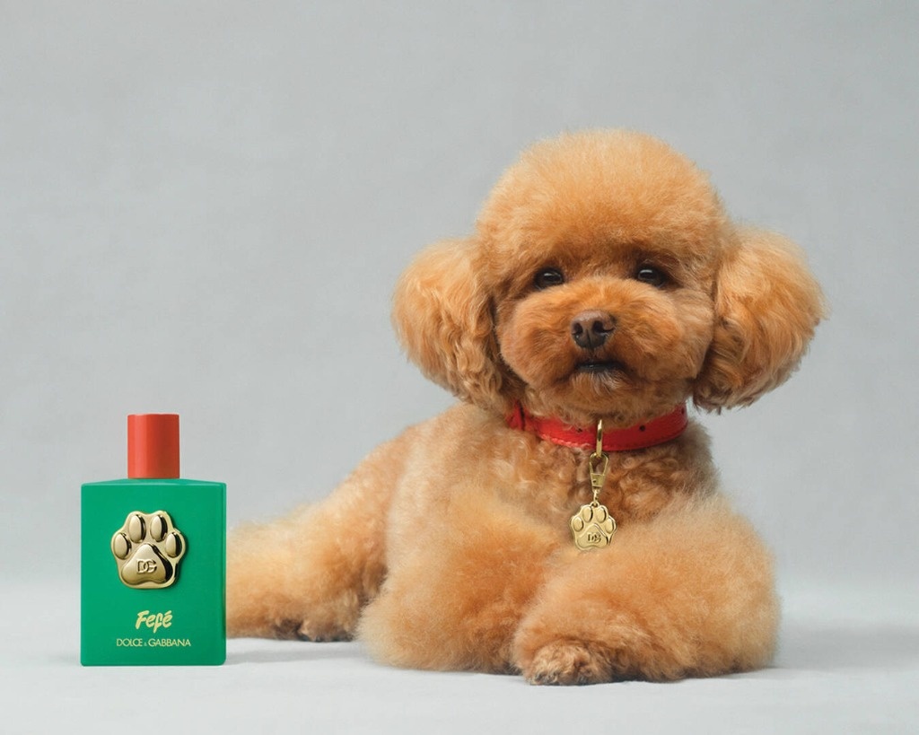 Dolce&Gabbana launches a perfume for dogs for more than 100 dollars