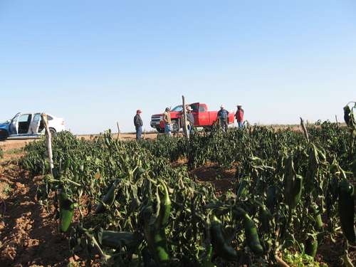 La Jornada Frío Daña 545 Mil 702 Hectáreas De Cultivo En Norte Del País