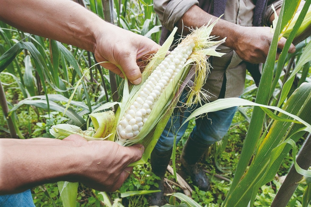 Record grain imports at 43 million tons