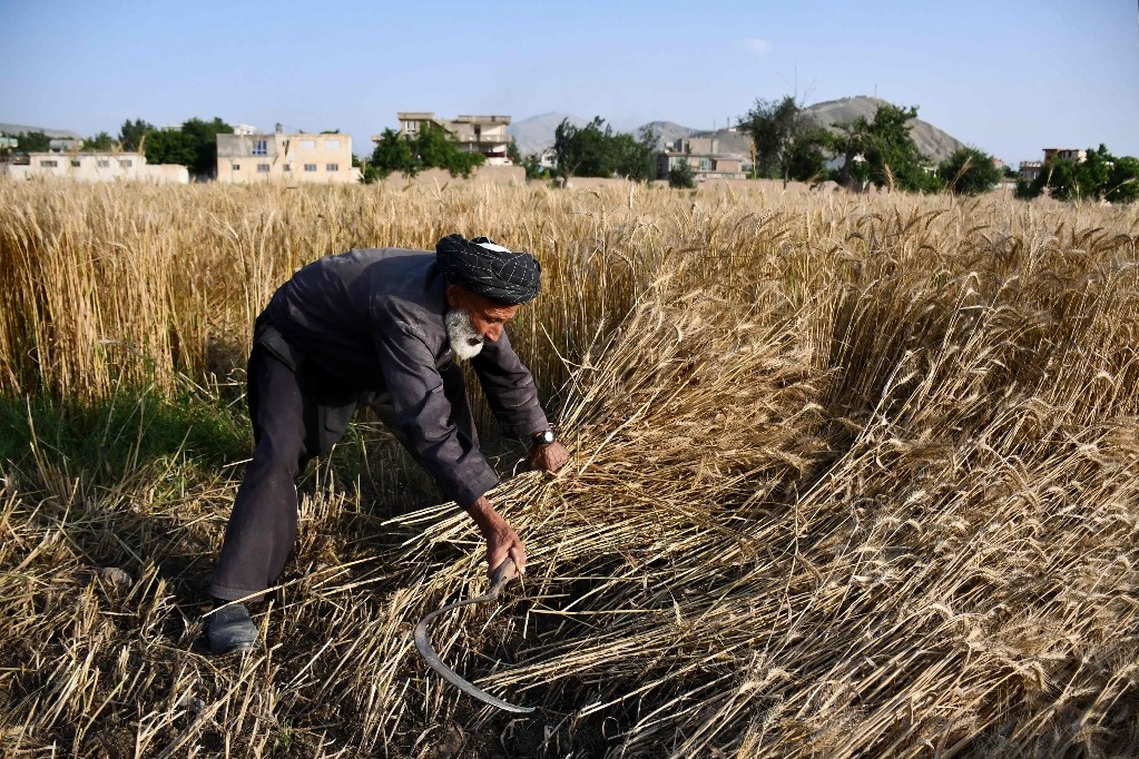 India will import wheat once more;  will get rid of the present 40% tax