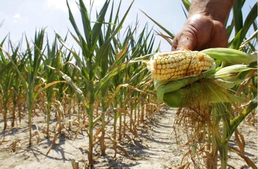 The ban on genetically modified corn will be constitutional, says Sheinbaum