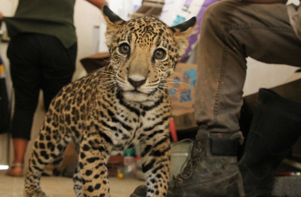 La Jornada - Llega un jaguar cachorro al Parque Ecológico Ehécatl