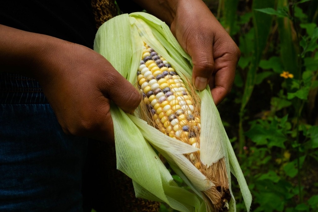 Mexico answered a preliminary panel result for transgenic corn: Ebrard