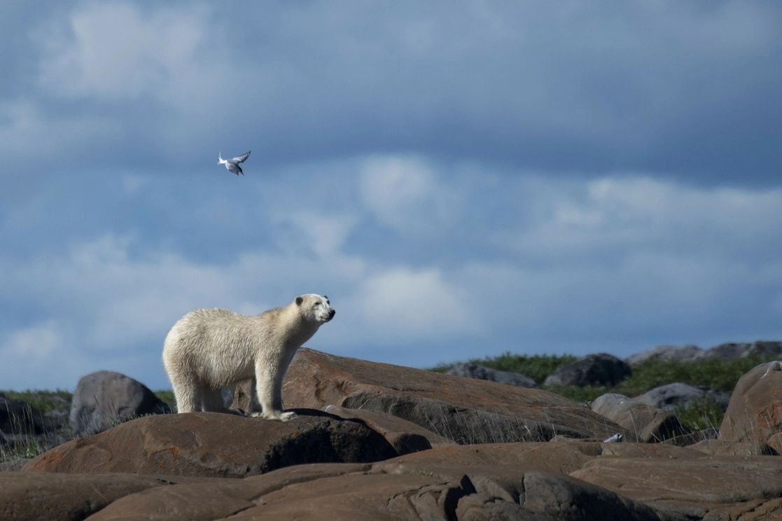 Osos polares en Alaska, 2024