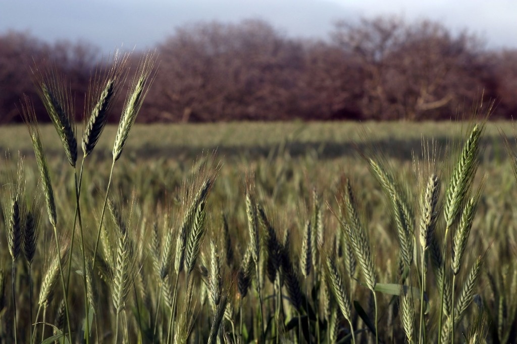 Sonora wheat producers go bankrupt as a consequence of low worldwide market costs