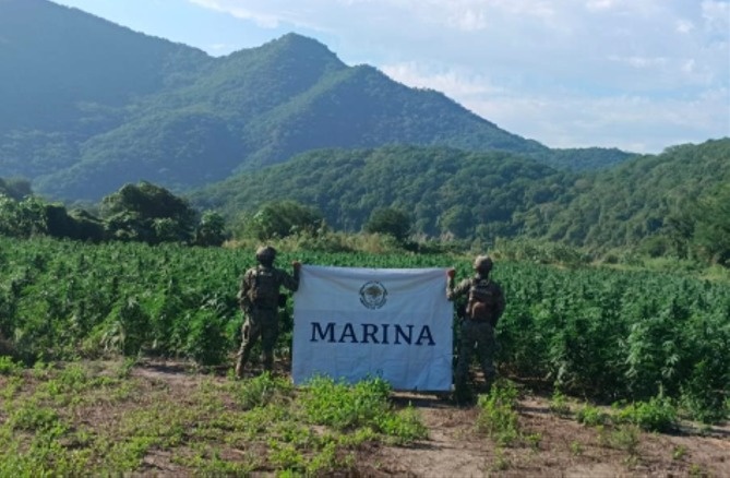 Semar destroys more than 132 kilos of marijuana plants in Durango