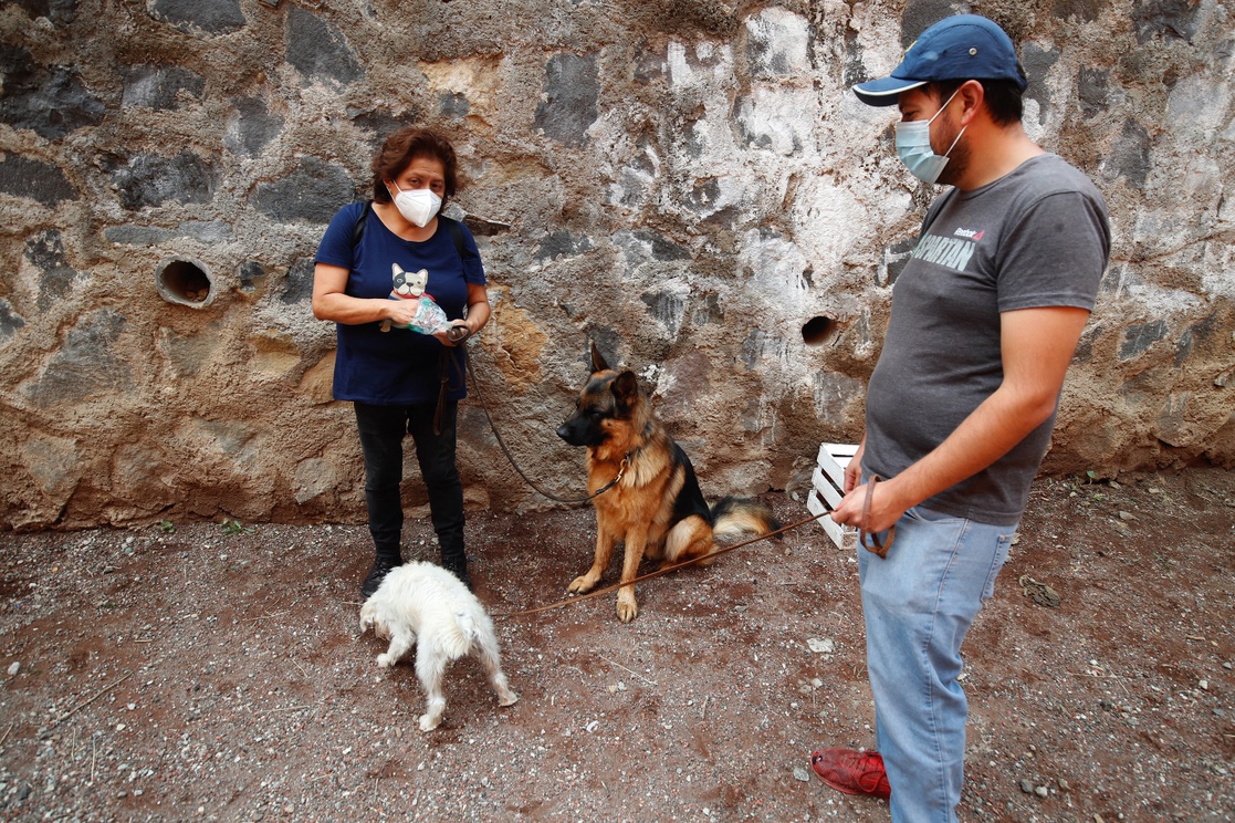 La Jornada Tlalpan Realiza Jornada De Esterilización En Perros Y Gatos